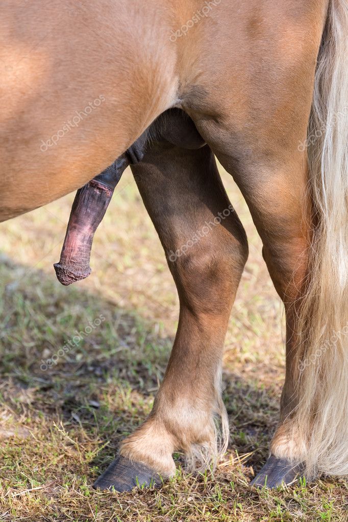 Download - Stiff horse cock erection with back legs and tail - Stock Image....