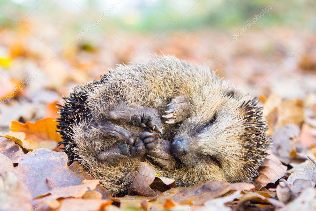 Еж зимой. Ежик в лесу зимой. Спящий ежик зимой. Ёжик спит в листве. Еж обыкновенный спячка.