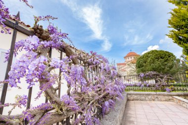 Mavi Wisteria sinensis çit Yunanistan üzerinde çiçeklenme