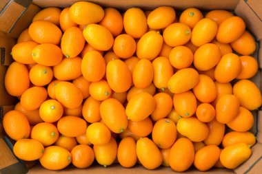 Heap of orange kumquats in cardboard box clipart