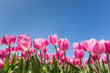 Pembe Laleler alan mavi gökyüzü ile