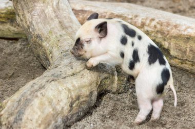 Genç siyah beyaz piglet, ağaç gövdesi 