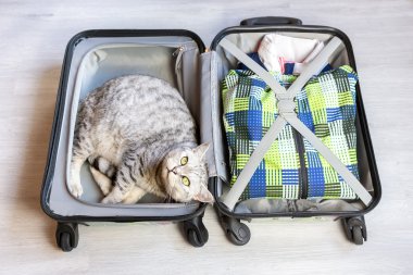 Yalan dolu çantada kedi