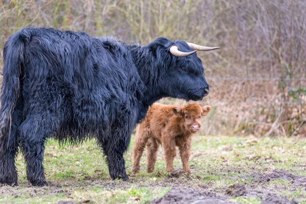 Чёрная шотландская горная корова с новорожденным теленком — стоковое фото