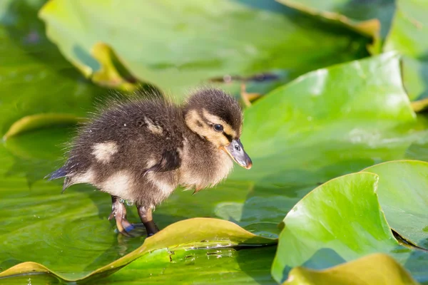 Brown duckling walking on water lily leaves — Stock Photo, Image