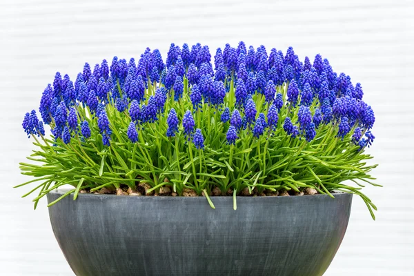 Grey metal flower box with blue grape hyacinths