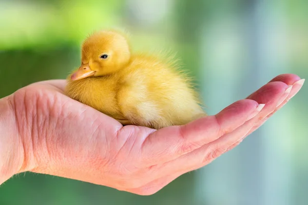 Newborn yellow duckling sitting on hand — Stock Photo, Image
