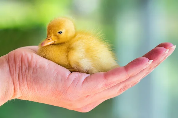 Recién nacido patito amarillo sentado en la mano — Foto de Stock