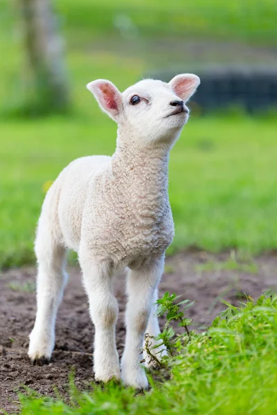 Un agneau nouveau-né blanc debout dans l'herbe verte — Photo