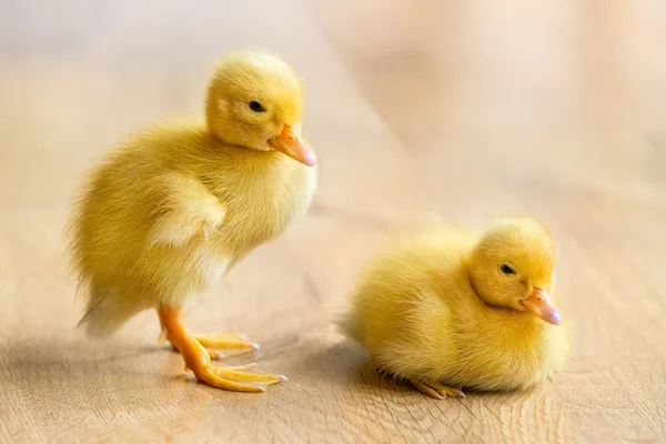 Two newborn yellow ducklings on wooden floor — Stock Photo, Image