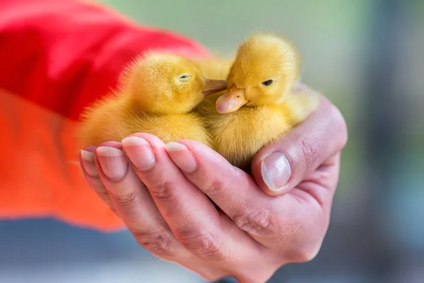 Two newborn yellow ducklings sitting on hand — Stock Photo, Image