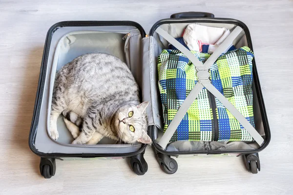 Yalan dolu çantada kedi — Stok fotoğraf