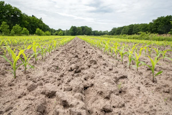 Кукурудзяне поле з рядами кукурудзяних рослин — стокове фото