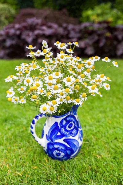 Blühende weiße Kamille auf blauer Vase im Freien — Stockfoto