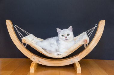 Hamakta tembel yalan beyaz kedi