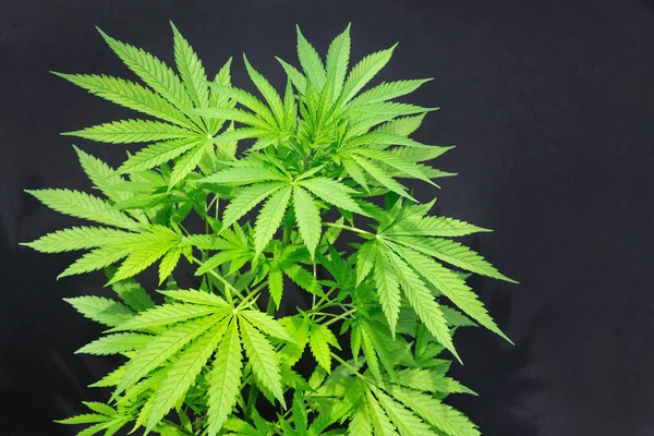 黒い背景に麻の植物 — ストック写真
