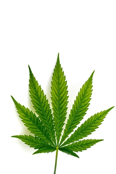白い背景の上の麻の植物の葉 — ストック写真