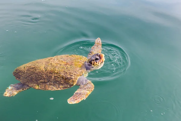 One big swimming sea turtle Caretta — Stock Photo, Image