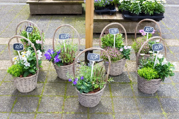 Várias cestas de junco com plantas com flores no chão — Fotografia de Stock