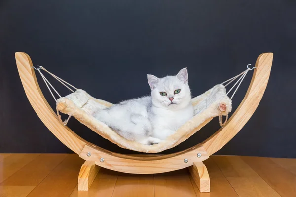 Bílá kočka ležící líný v houpací síti — Stock fotografie