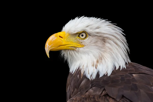 Porträt Kopf Seeadler auf schwarzem Hintergrund — Stockfoto