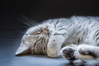 tembel yalan siyah gümüş tabby yavru kedi