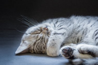 Black silver tabby kitten lying lazy clipart