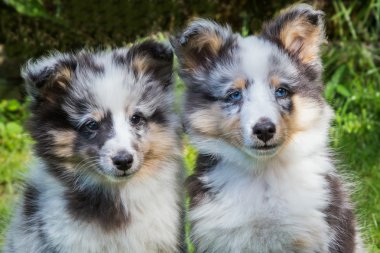iki genç sığınak köpek portresi