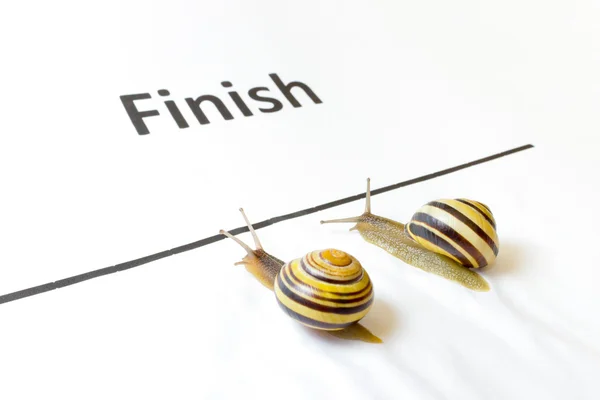 Two snails sliding to finish — Stock Photo, Image