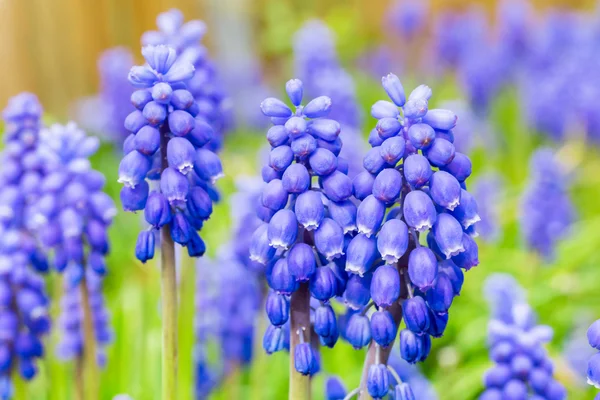 Modrý hrozen hyacinty — Stock fotografie