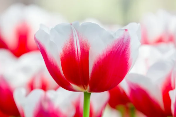 Red with white tulip in front of field — Stock Photo, Image