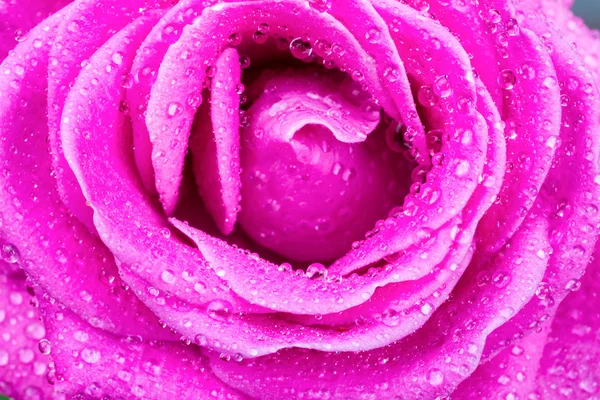 Macro di rosa rosa con gocce d'acqua — Foto Stock