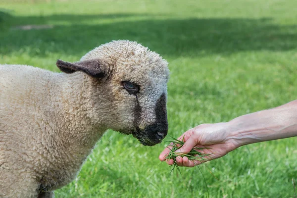 Nourrir l'agneau à la main — Photo