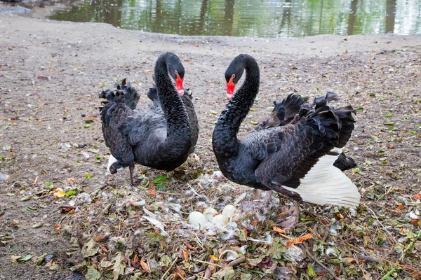 Couple black swans with eggs in nest — Stock Photo, Image