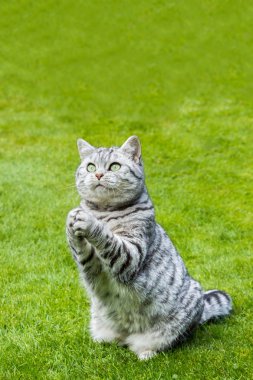Yeşil çimenlerin üzerinde dua eden kedi