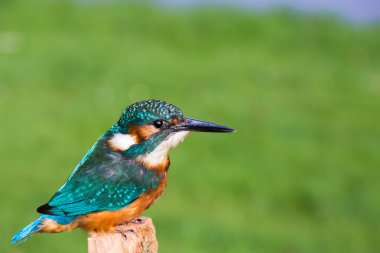 Yeşil çim önünde Avrupa arası kingfisherГолландської дівчинки-підлітка дме роздування кольорові кулі на день народження
