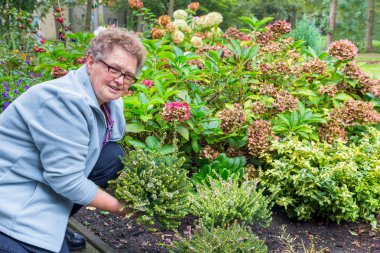 Elderly woman planting heather in garden clipart