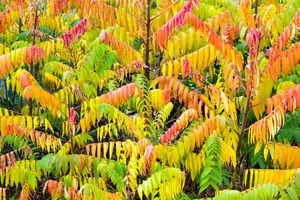Samtbaum in Herbstfarben — Stockfoto