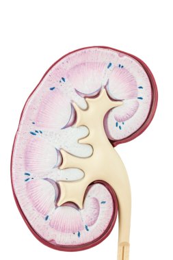Beyaz arka plan üzerinde izole insan böbrek