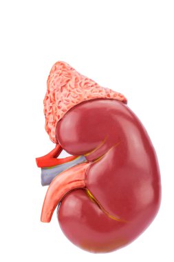 Model human kidney outside clipart