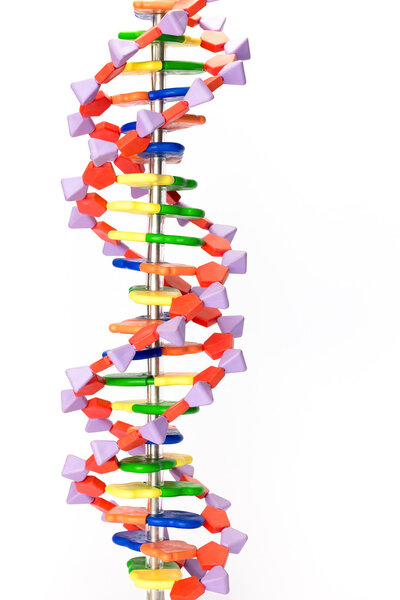 Artificial human DNA model