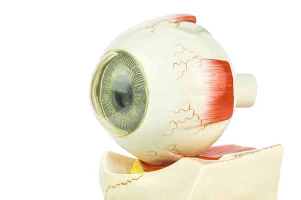 Modelo artificial de ojo humano — Foto de Stock