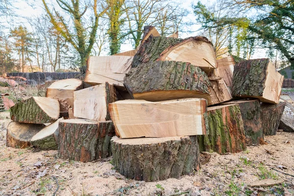 Grote eiken boomstammen gezaagd in delen — Stockfoto