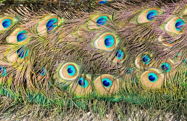 Tail feathers of male peacock — Stock Photo, Image