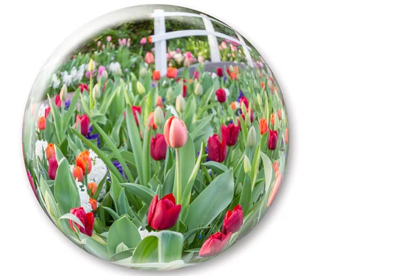 Glaskugel reflektiert rote Tulpenblüten — Stockfoto