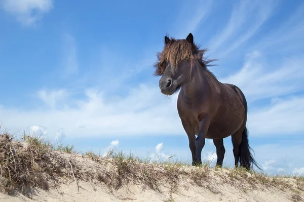 Black pony on sand with blue sky — Stock Photo, Image