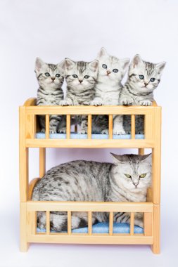 Mother cat with four youngs in bed clipart