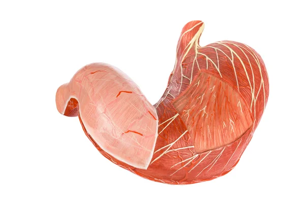 Kunstmatige model van spijsvertering maag — Stockfoto