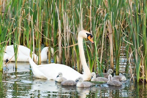 Coppia cigni bianchi con giovani cigni — Foto Stock