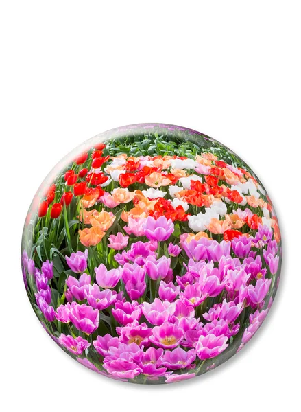 Kristallkugel mit verschiedenfarbigen Tulpen auf weißem Hintergrund — Stockfoto